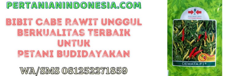 bibit,bibit cabe rawit,unggul,kualitas terbaik,petani